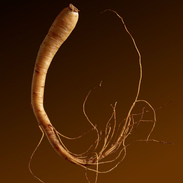 Panax ginseng