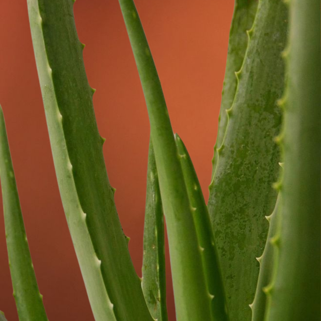 Aloe vera